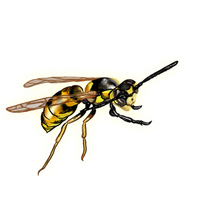 Wasp PNG-74601